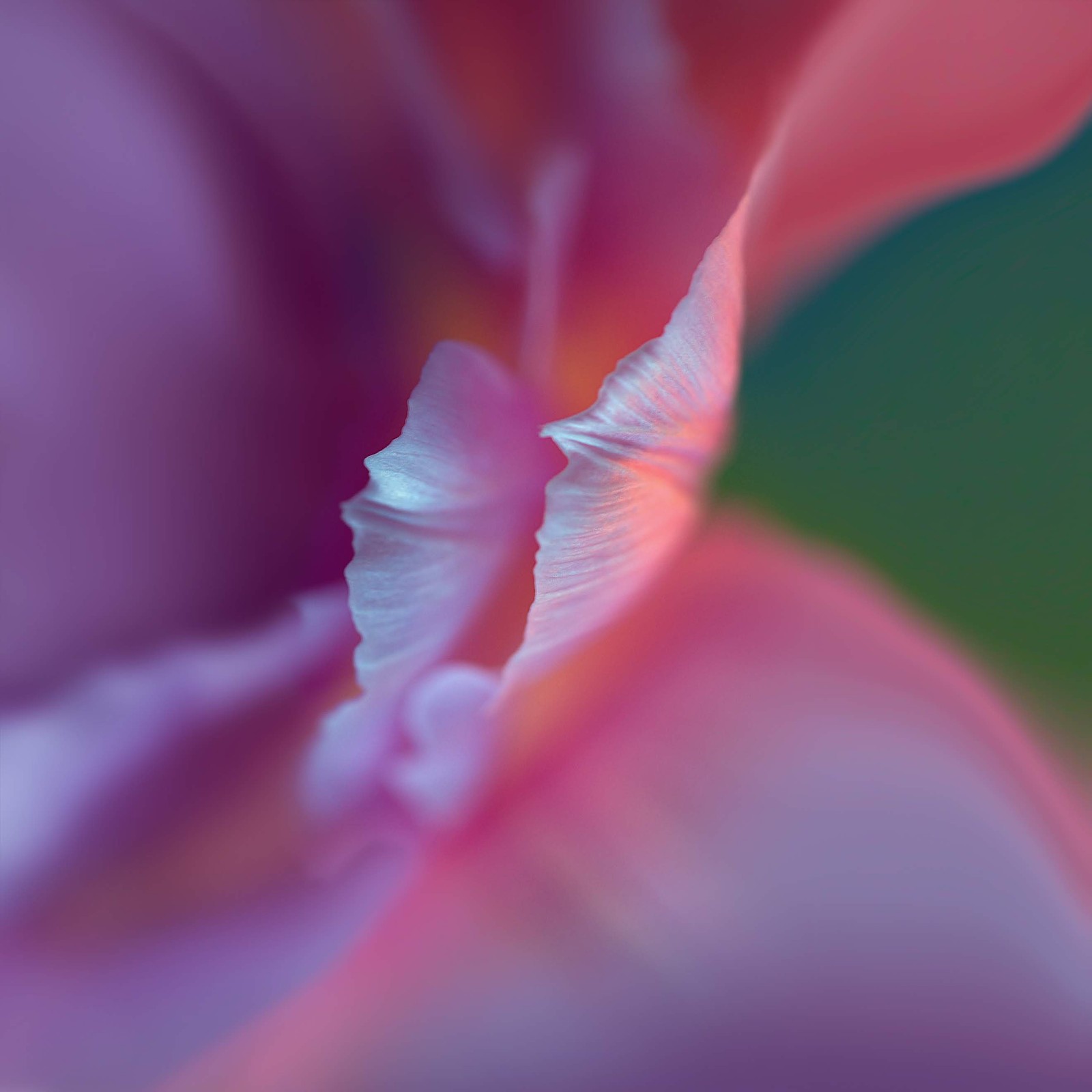 Nahaufnahme einer pinken blume auf grünem hintergrund (huawei, huawei p40 pro, smartphone, android, blütenblatt)