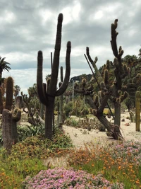 Broussailles diverses avec des cactus et des fleurs sauvages colorées