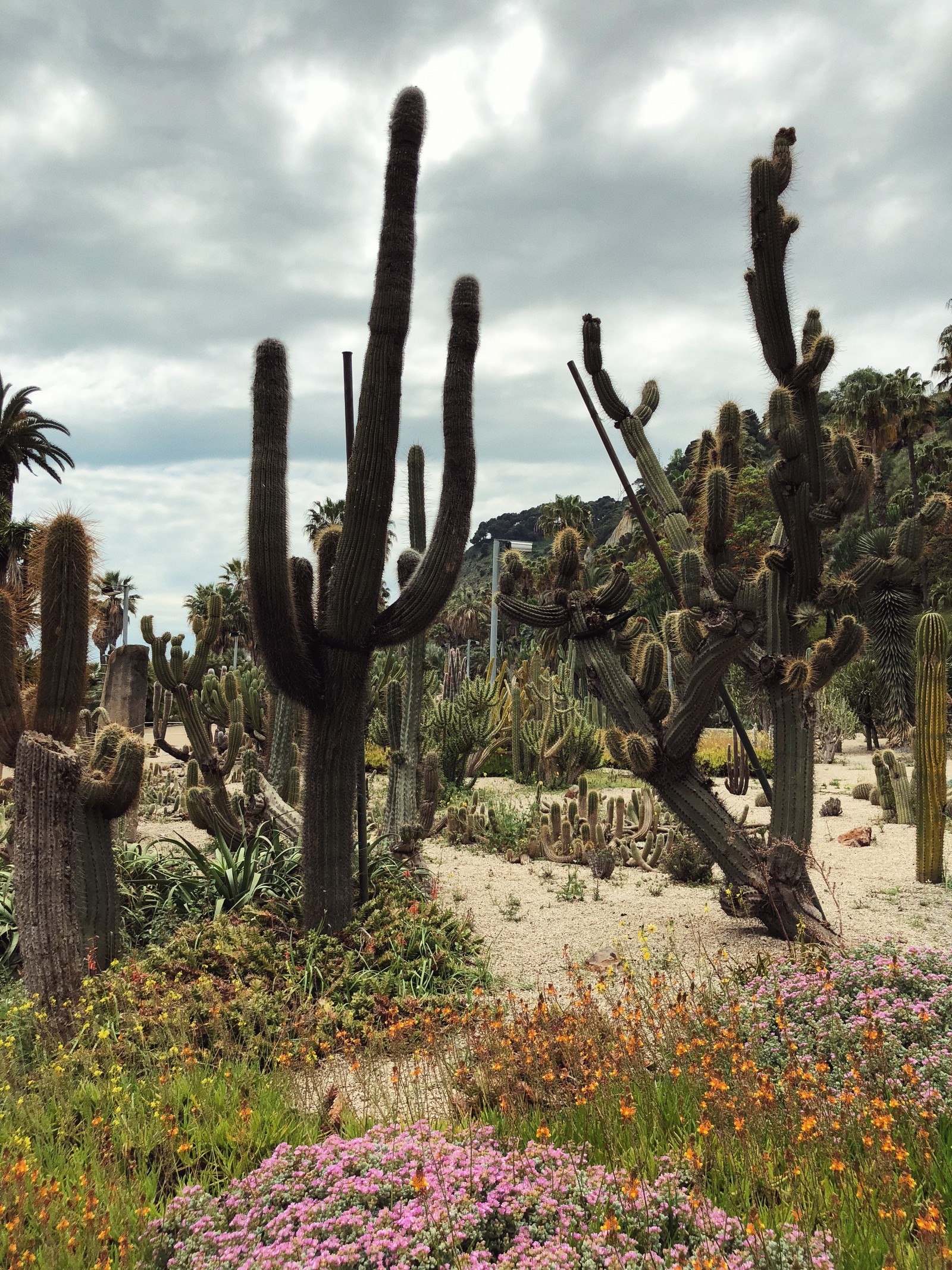 Há muitas plantas de cactos no deserto com um fundo de céu (flor, vegetação, arbustos, planta, comunidade vegetal)