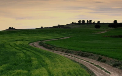 pradera, campo, llanura, pasto, prado