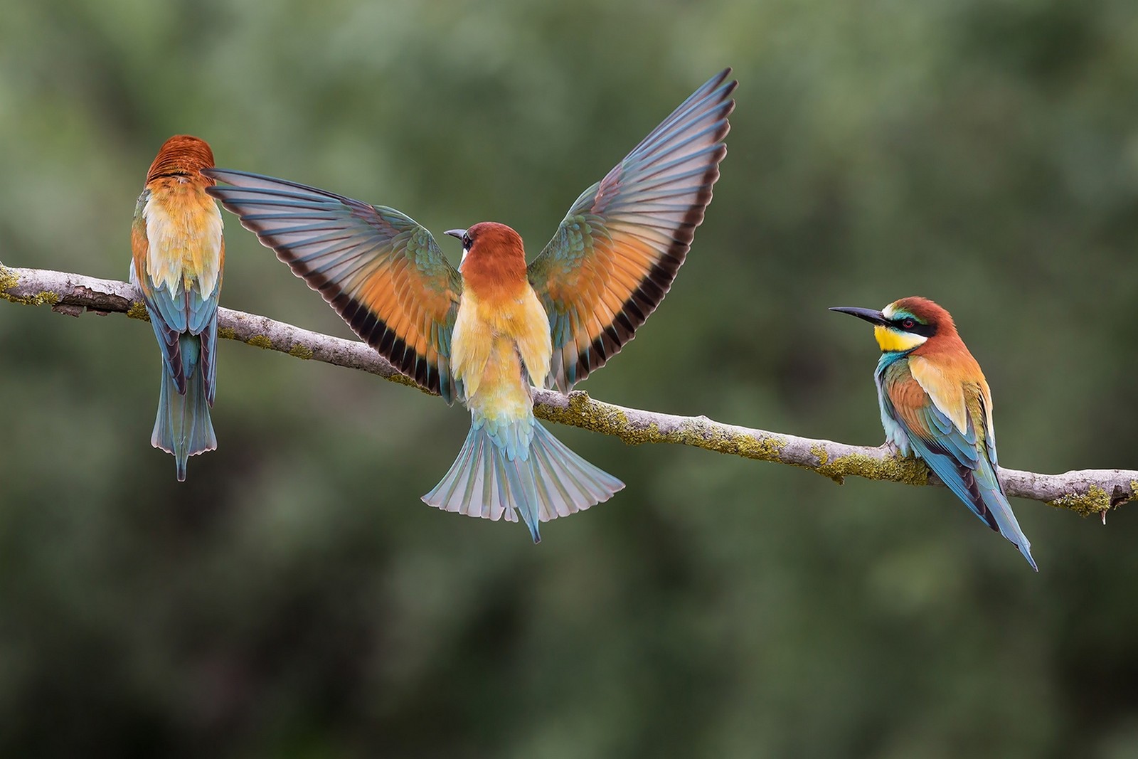 bird, beak, bee eater, coraciiformes, wildlife wallpaper