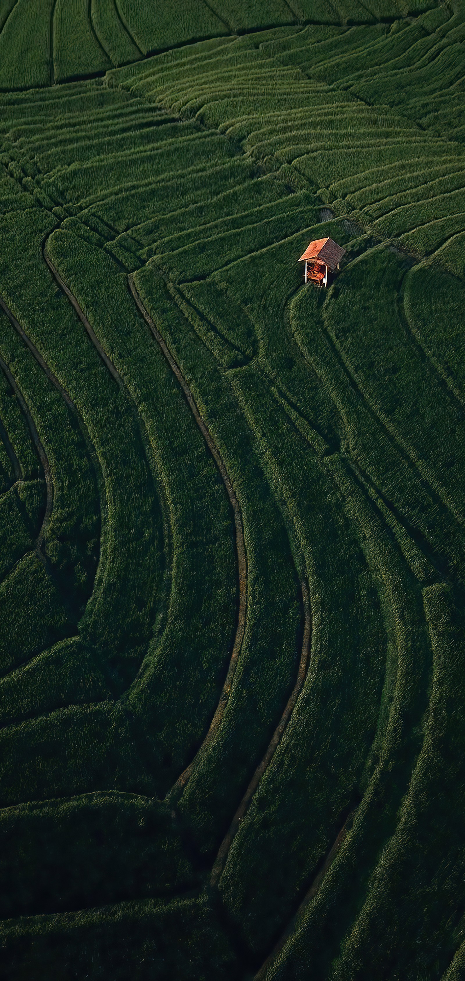 Se encuentra en un campo de hierba verde con una casa roja en el medio (campo, planta, pista, terreno, tierras altas)