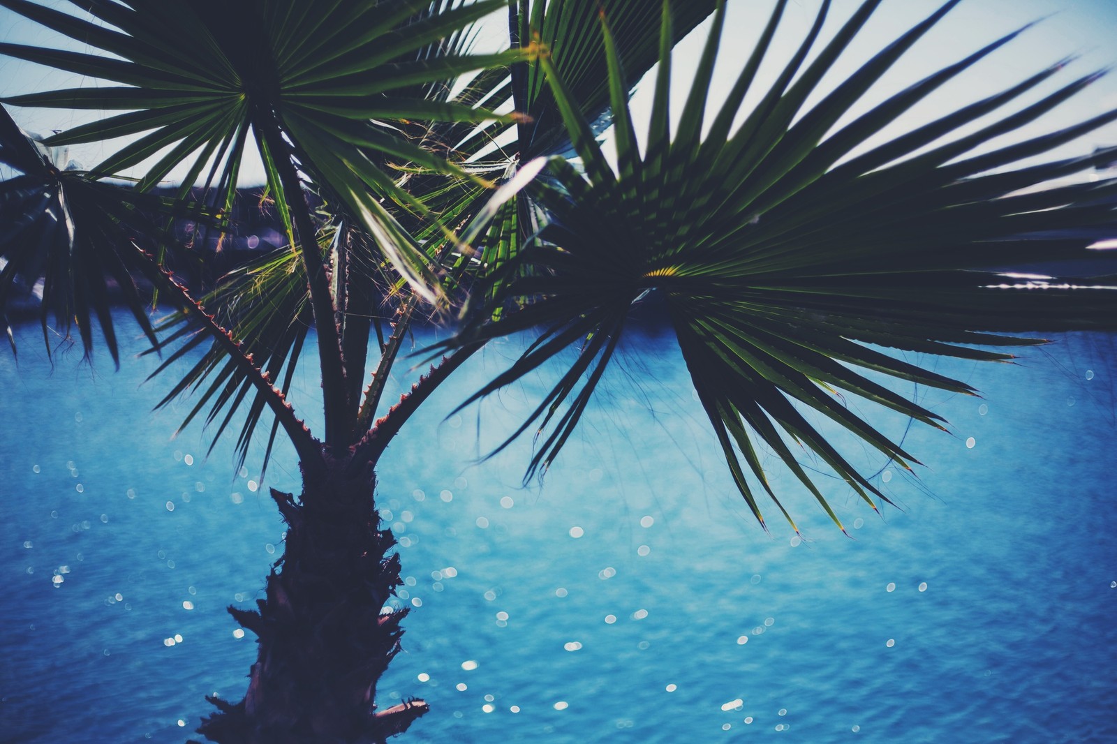 A close up of a palm tree near a body of water (water, tree, blue, palm tree, arecales)