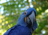 Close-up of a vibrant hyacinth macaw with striking cobalt blue feathers and an expressive eye.