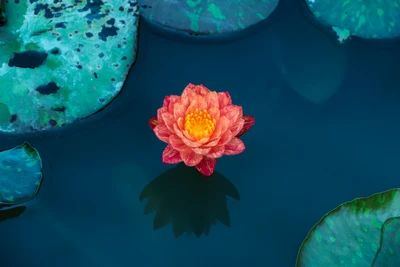 Vibrant Pink Lotus Flower Floating on Serene Blue Pond Water