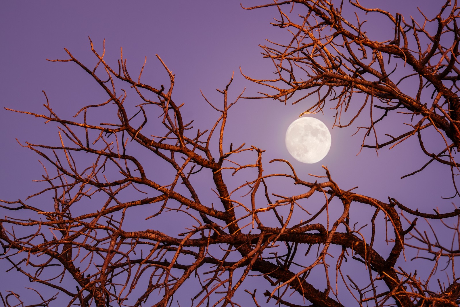 Téléchargez le fond d'écran lune crépusculaire, nuit, branches darbres, vue du ciel, esthétique