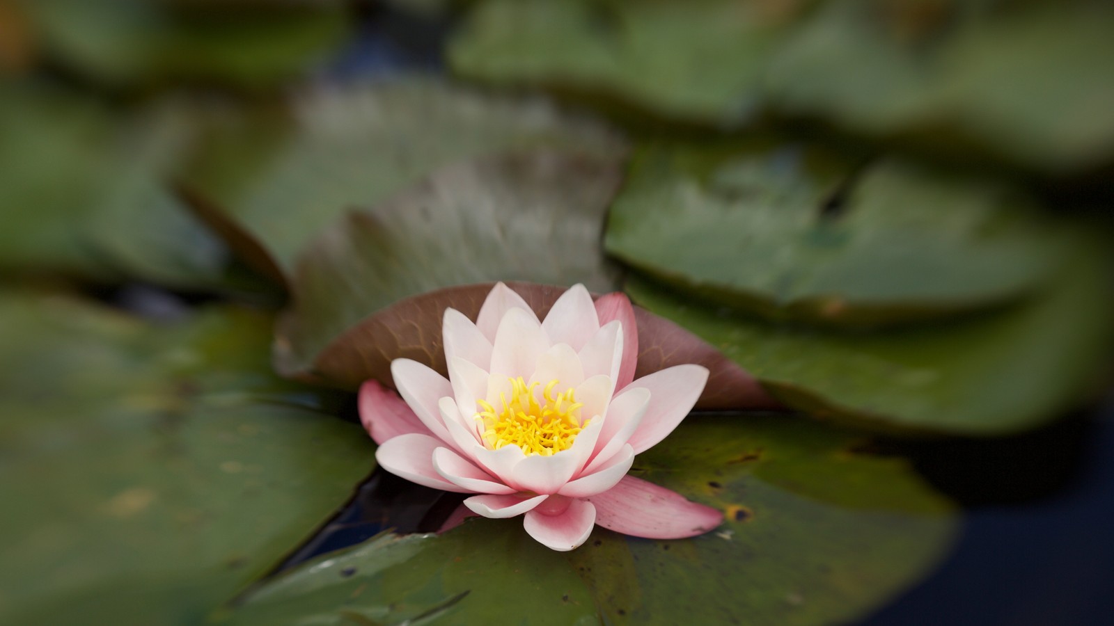 Il y a une fleur rose qui est posée sur une feuille (flore, fleur, plante, pétale, plante terrestre)