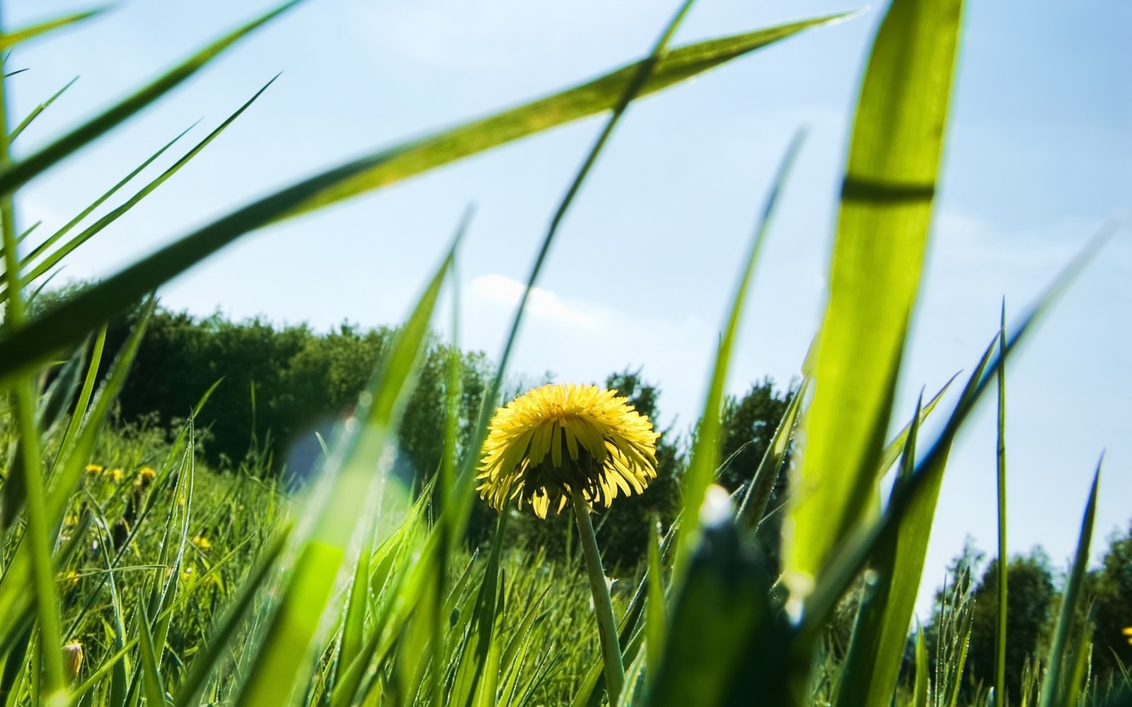 Hay una flor amarilla en el medio de un campo (diente de león, pasto, planta, familia de hierbas, hierba)