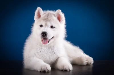 dog breed, snout, siberian husky, vertebrate, dog