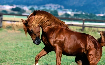 Garanhão majestoso em movimento com crina fluida