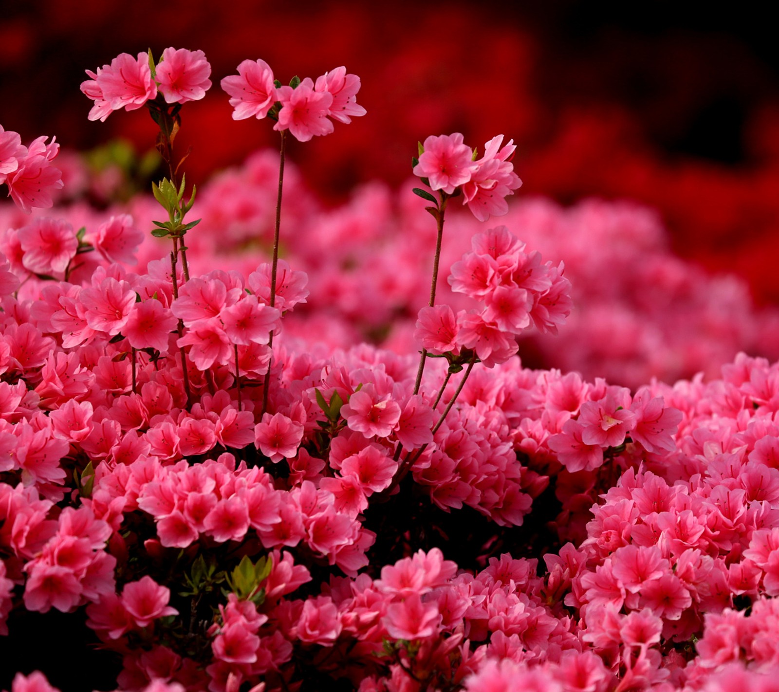 Des fleurs roses fleurissent dans un champ de fleurs rouges (azalée, rose)