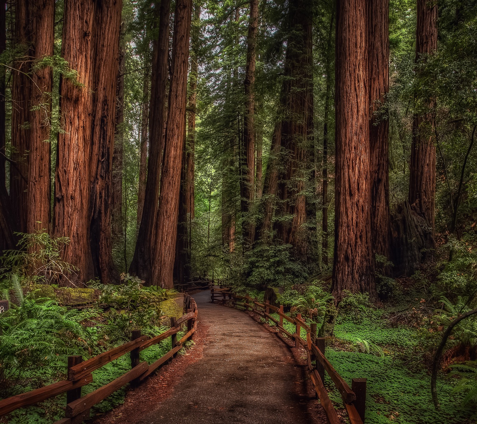 A view of a path through a forest with a wooden fence (forest, path, tree, wood)