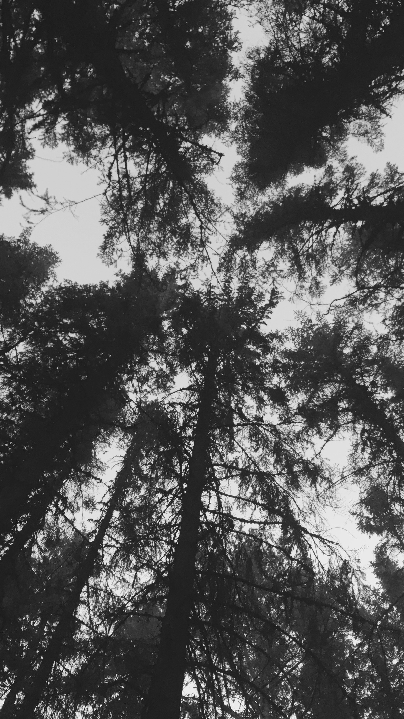 A black and white photo of a forest with tall trees (backandwhite, black, dark, nature, sky)