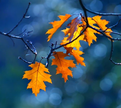 Folhas laranja brilhantes brilhando contra um fundo azul bokeh