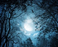 landscape, moon, nature, silhouette, trees