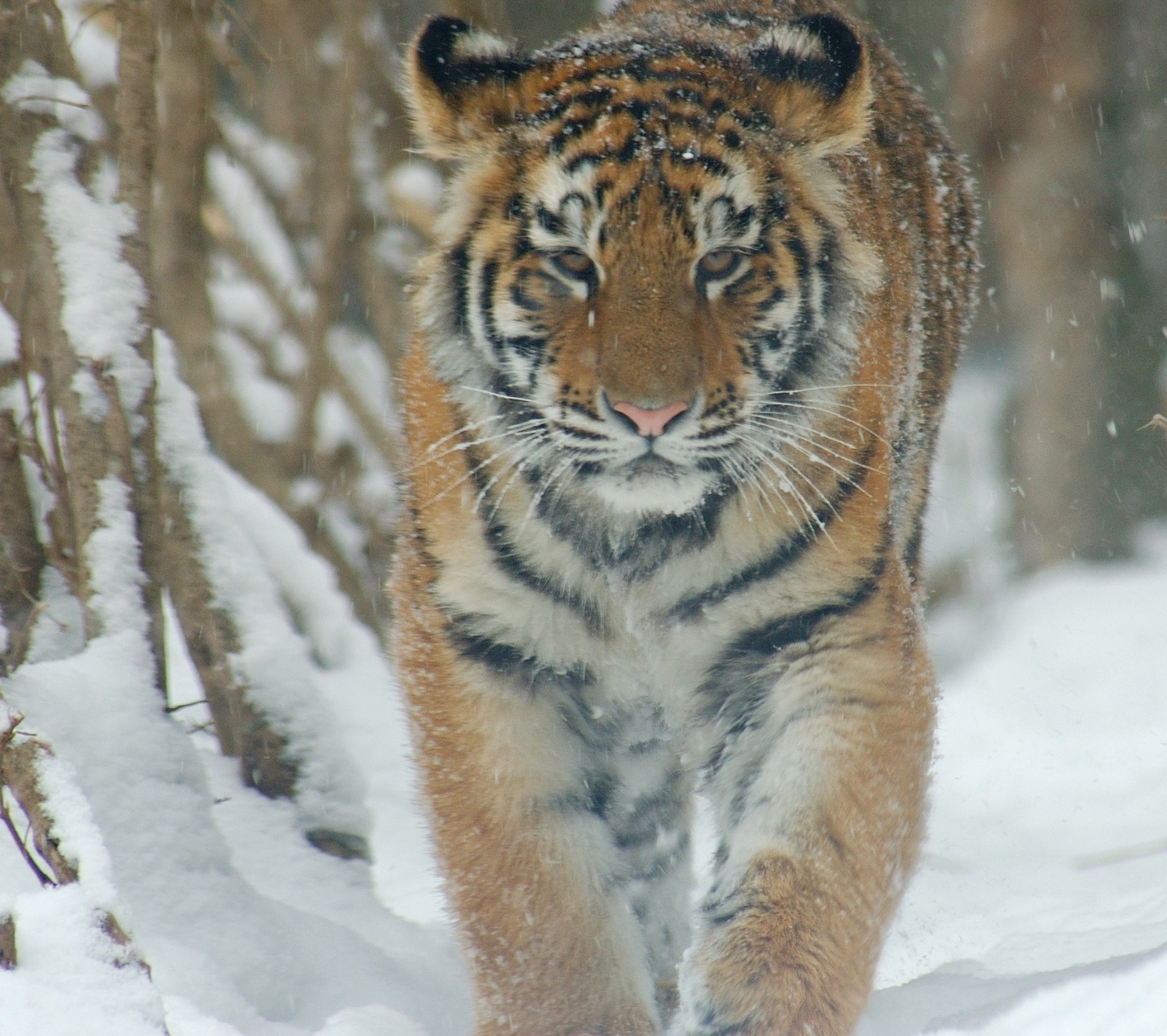 Ein tiger, der durch den schnee im wald geht (tier, hd, schnee, tiger)