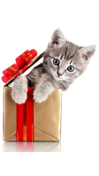 Adorable chaton regardant par un cadeau de Noël