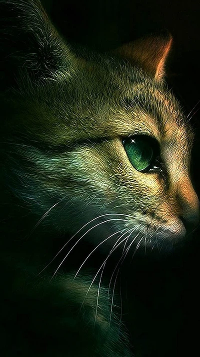 animal, background, cat, cute kitty, eyes