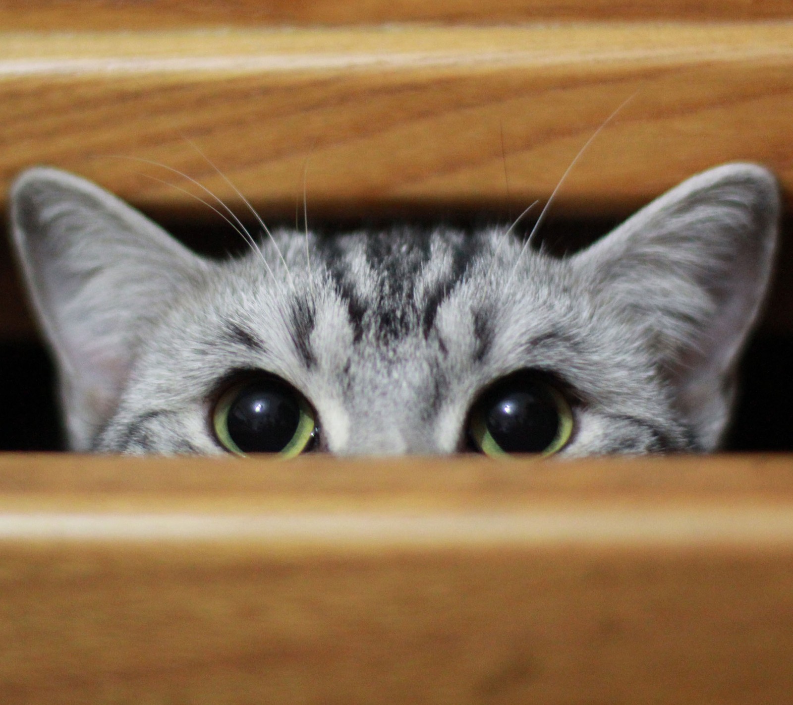 There is a cat that is peeking out of a drawer (cat, cute, eyes, hd)