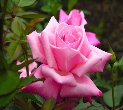 Delicate Pink Rose Among Lush Greenery