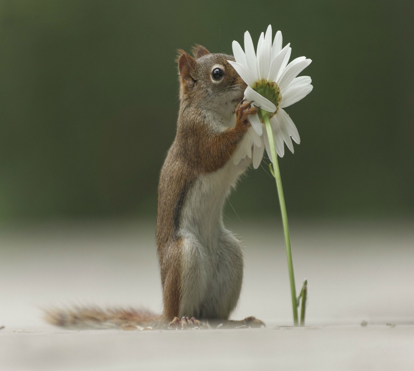 Ein eichhörnchen hält eine blume im mund (abej, beograd, eichhörnchen)