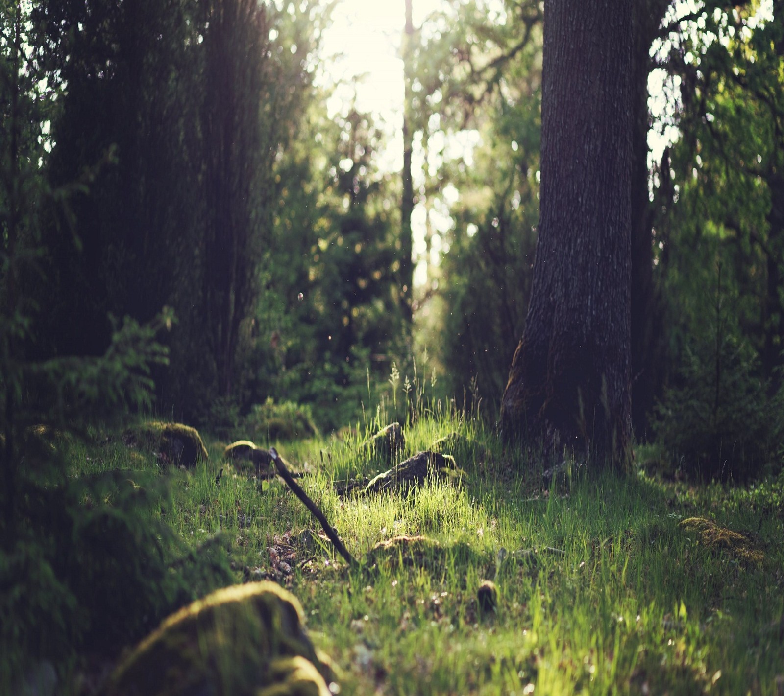 There is a picture of a forest with a lot of trees (forest, nature)