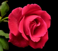 beau, hd, rose rouge