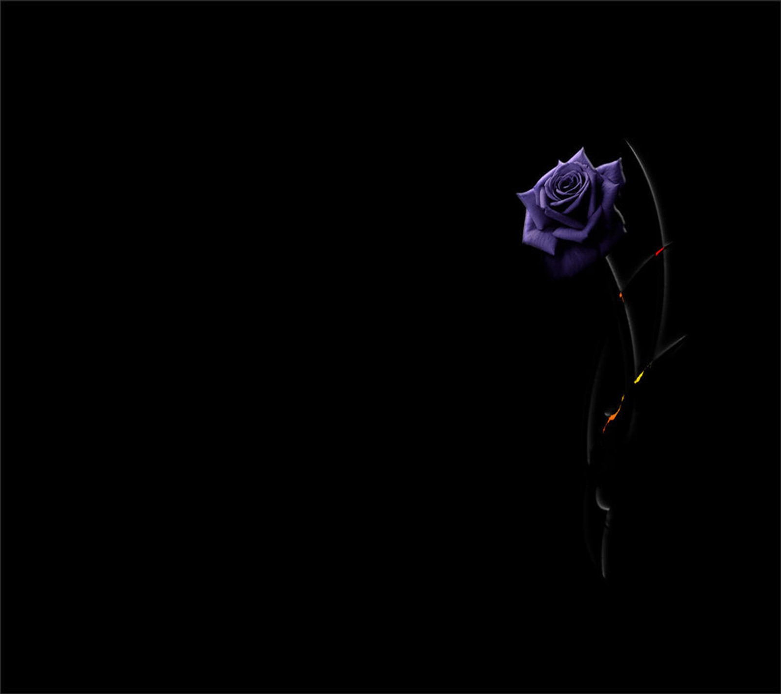 Purple rose in a black vase with a red stem (purple, rose)