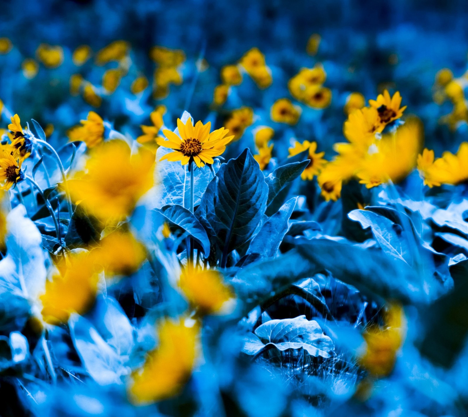 Il y a beaucoup de fleurs jaunes qui poussent dans le champ (blue leaves, fleurs, fleur jaune)