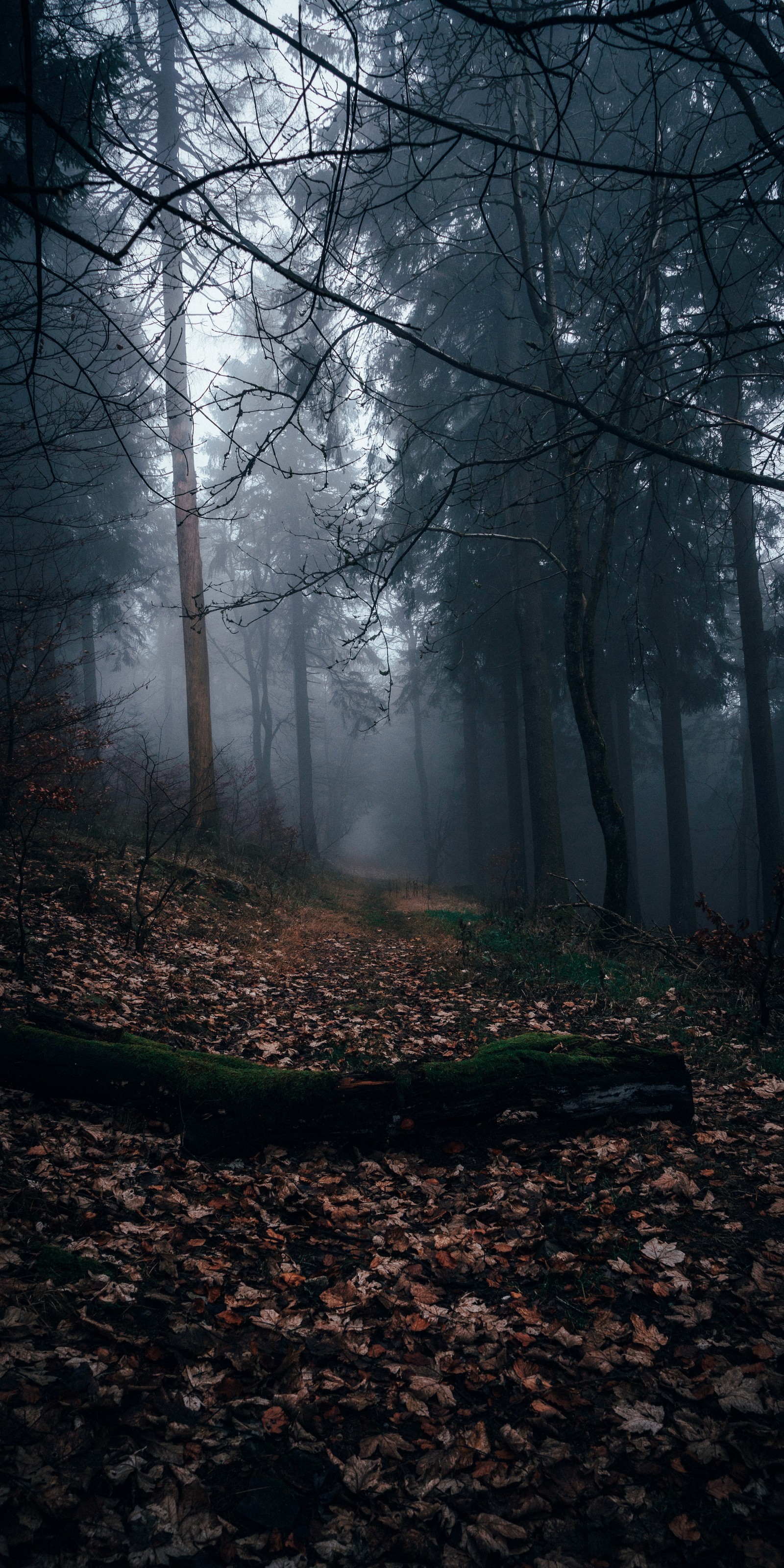 Il y a un banc au milieu d'une forêt dans le brouillard. (forêt, arbre, marron, atmosphère, plante)