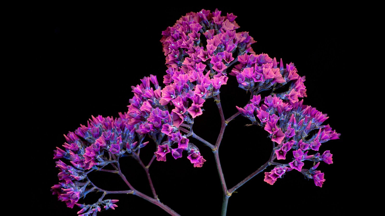 Des fleurs violettes dans un vase sur un fond noir (fleurs roses, macos mojave, arrière plan noir, fillette, action)