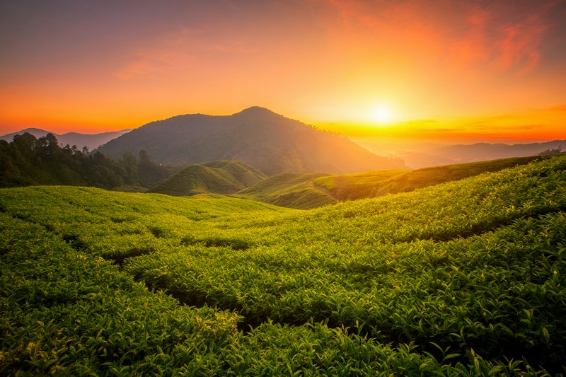 Красивый закат над чайной плантацией в горах (чайная форма, cameron highlands, восход солнца, пейзаж, холмы)