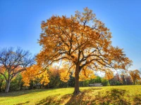 Majestätischer Herbstbaum, beleuchtet von klarem blauen Himmel