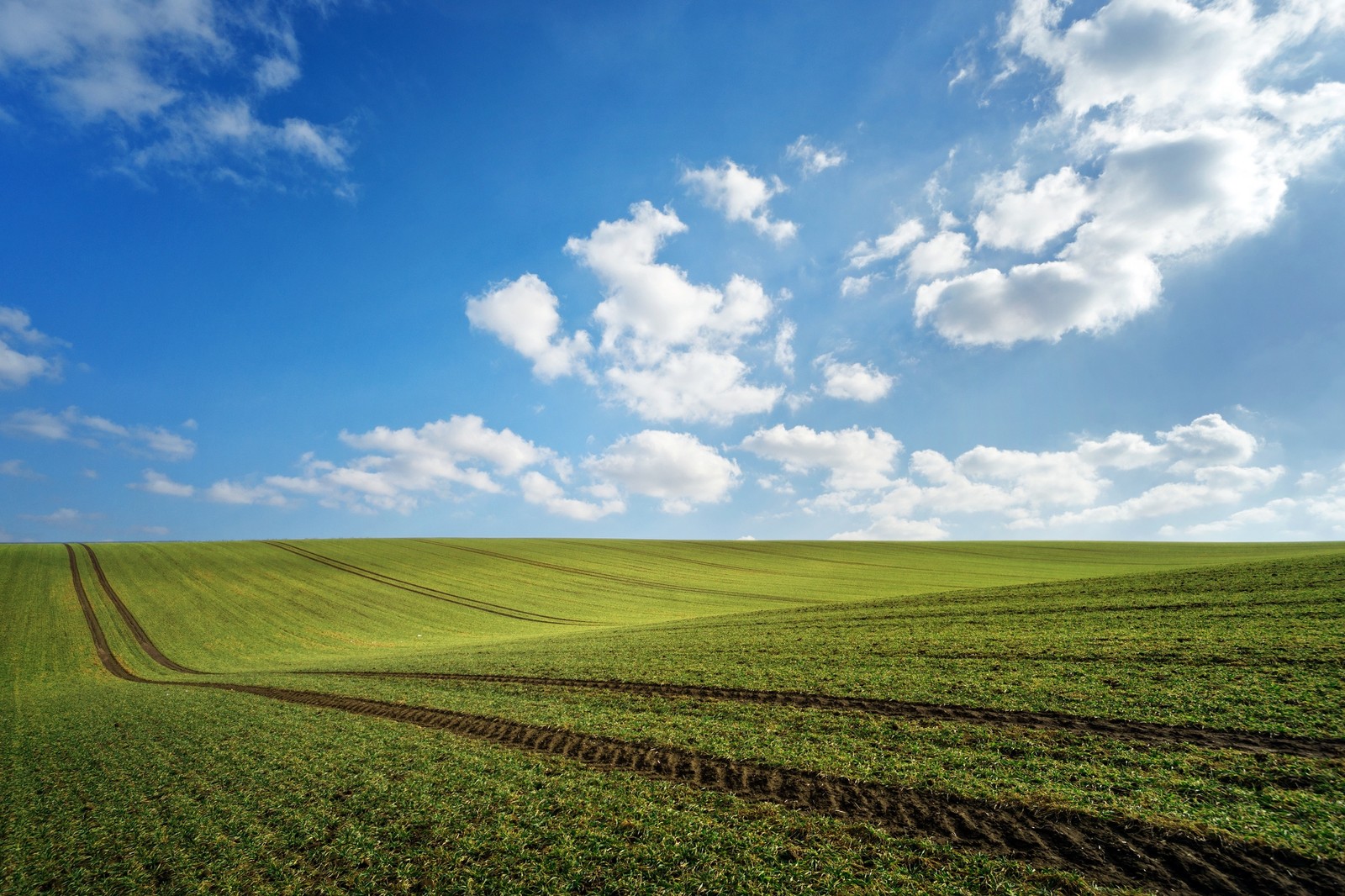 A view of a green field with tracks in the grass (grassland, field, nature, plain, cloud)