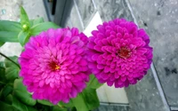 Vibrant pink and purple dahlia flowers in full bloom, showcasing lush, layered petals against a green background.