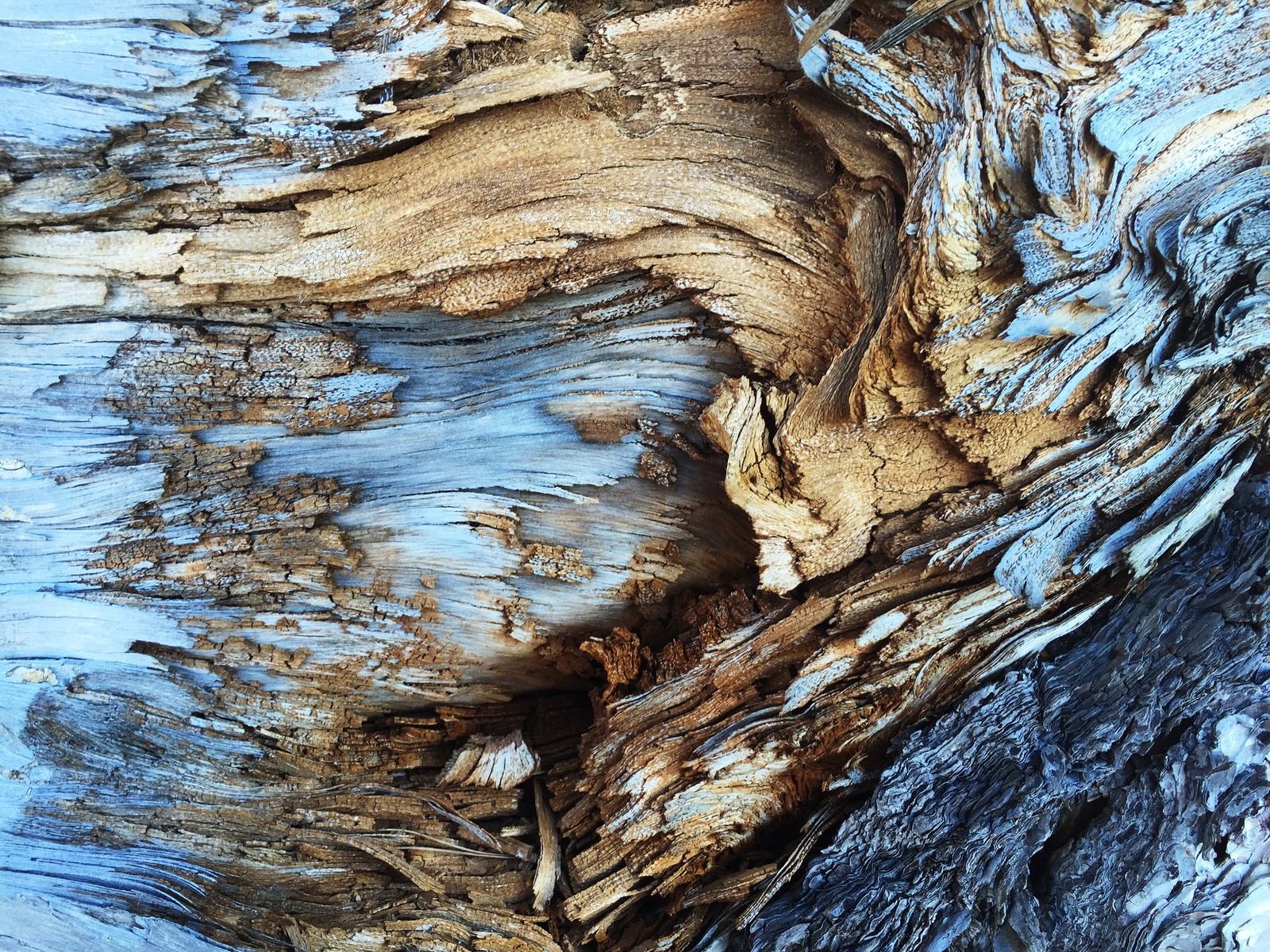 A close up of a piece of wood with a blue sky in the background (texture, bark, abstract art, trunk, wood)