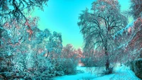 Winterwunderland: Ein frostbedeckter Wald unter einem blassen Himmel