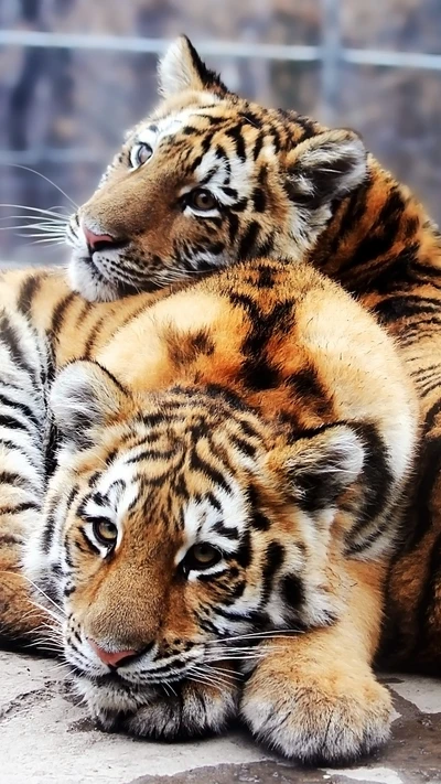 Two playful Bengal tiger cubs resting together, showcasing their striking orange and black stripes.