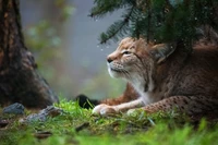 кот, felidae, дикая природа, усы, наземное животное