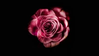 Elegant Pink Rose Blossom Against a Dark Background