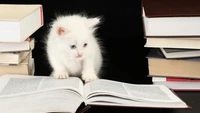 Gatinho branco curioso explorando um livro aberto em meio a uma pilha de livros.