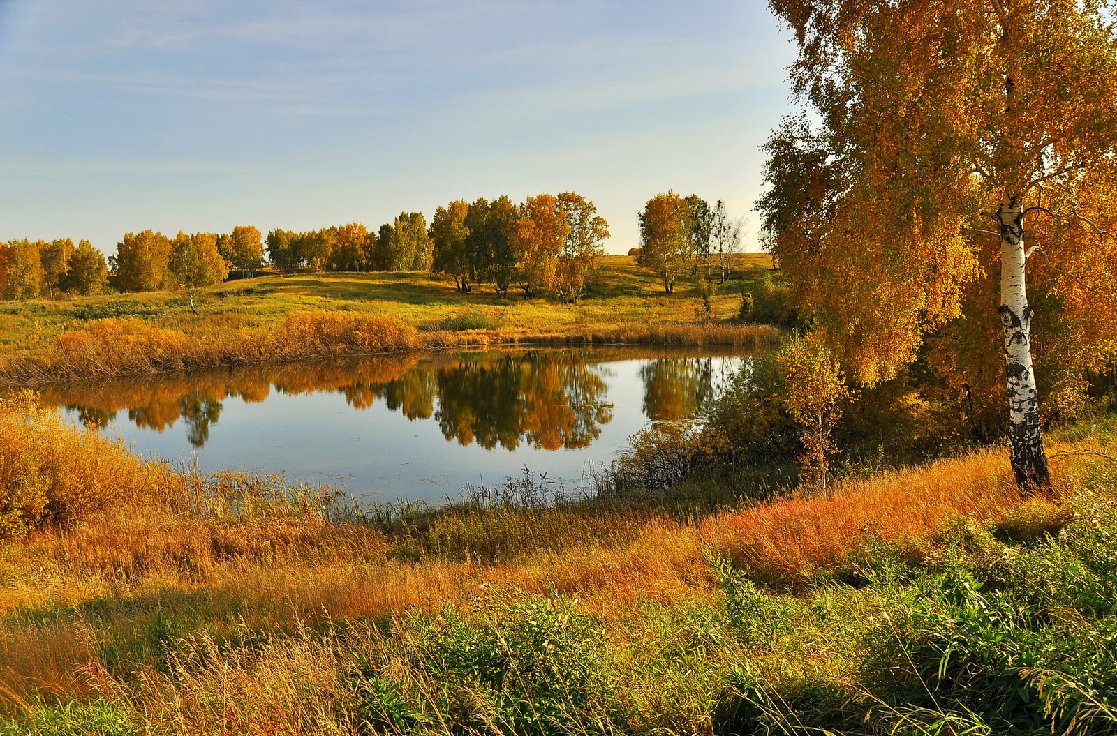 Arafed view of a pond surrounded by trees and grass (autumn, season, reflection, nature, tree)