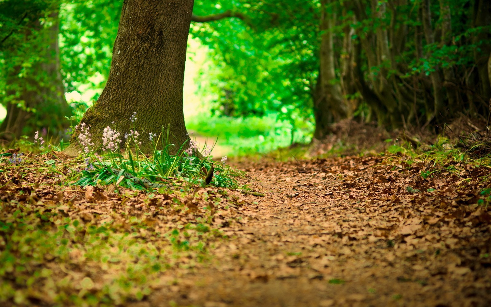 A close up of a tree trunk in a forest with leaves on the ground (green, nature, tree, vegetation, forest)