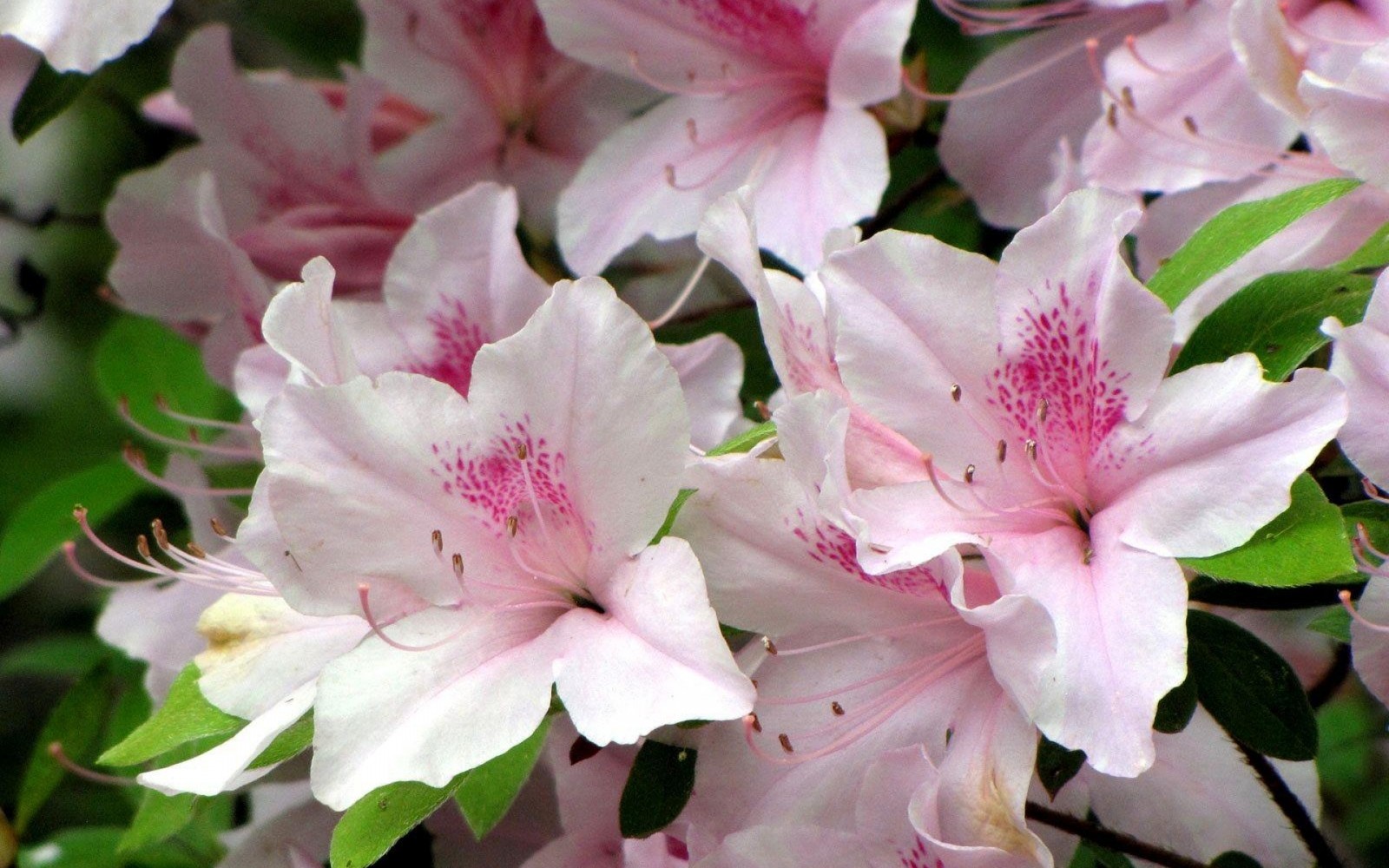 Lade azalee, rhododendron, blühende pflanze, blütenblatt, pflanze Hintergrund herunter