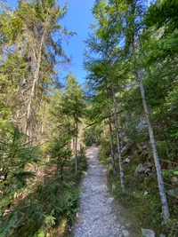 Sentier sinueux à travers la forêt ancienne