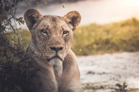 Lion majestueux se reposant dans la nature du parc national Kruger.