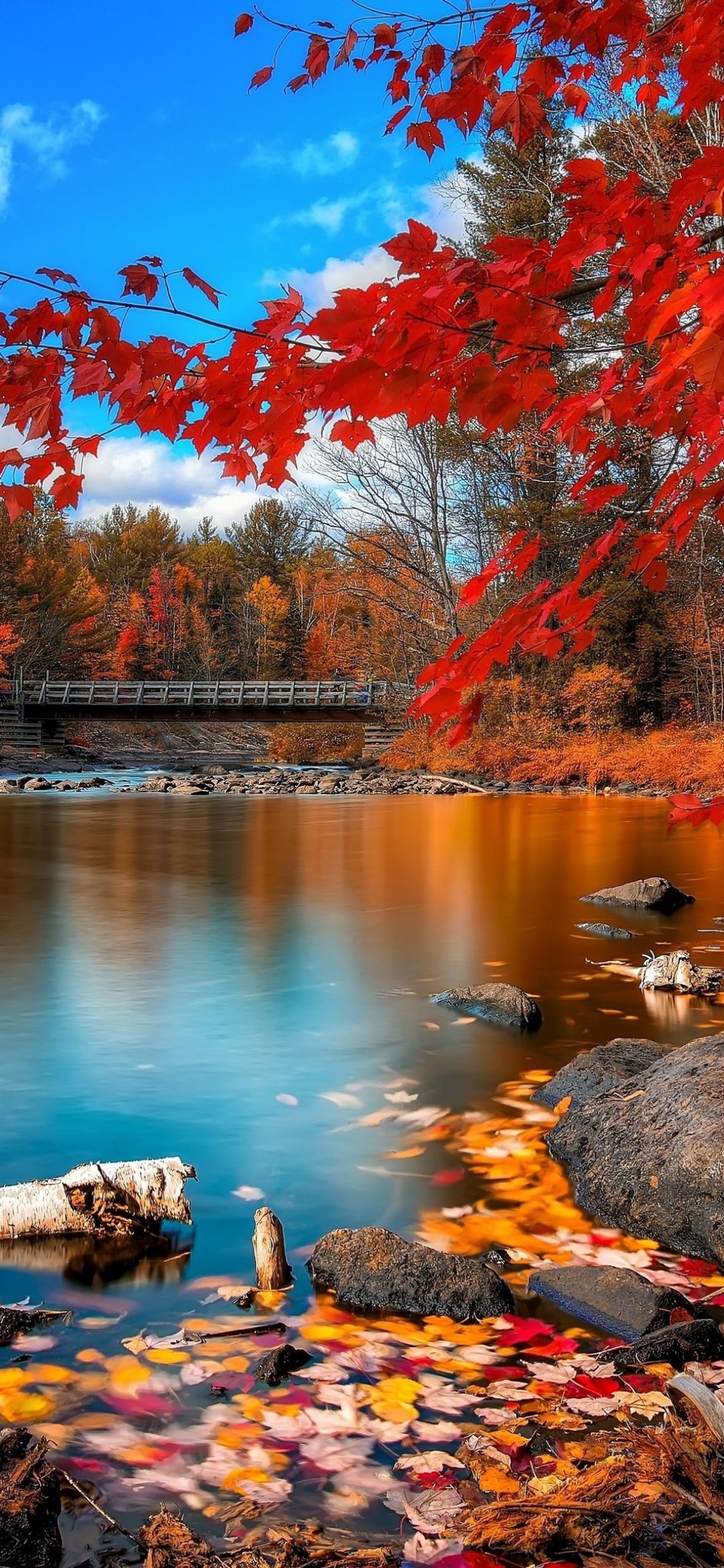 Árboles con hojas rojas están en el agua y un puente está al fondo (parque nacional de banff, banff national park, parque nacional, parque nacional de yosemite, parque)