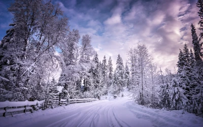 Serene Winter Landscape: Snowy Trees Along a Country Road