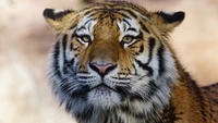 Impresionante primer plano de la cara de un tigre de Bengala