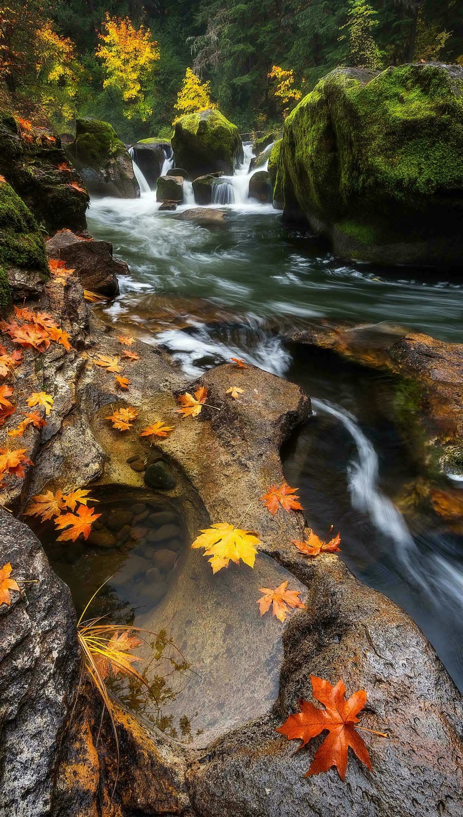 Descargar fondo de pantalla otoño, hojas, arce, naturaleza, rio